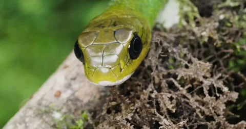 Green Rat Snake close up in 4k Stock Footage 336115098