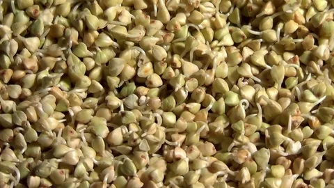 Green raw buckwheat sprouts rotating, close up overhead coming closer view Stock Footage 70924049
