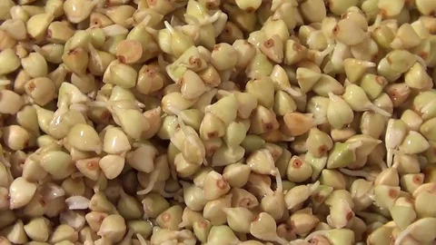 Green raw buckwheat sprouts rotating, close up overhead view Stock Footage