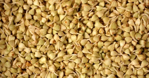 Green raw buckwheat sprouts rotating in slow motion. Extreme close up top view Stock Footage 107392679