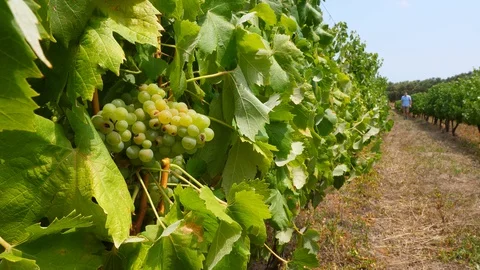 Green raw bunch of grapes, selective focus at vineyard. Man silhouette on back Stock Footage 128699347