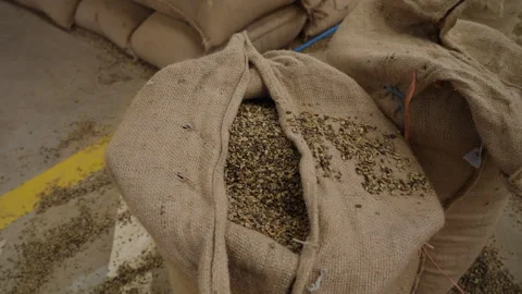 Green raw coffee beans, spilled out of a bag stored in a warehouse Stock Footage 279920432