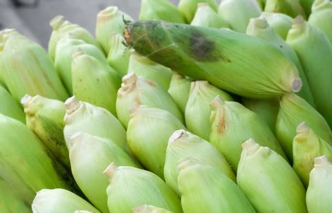 Green raw corn in shell ready to cooking. selective focus Stock Photos
