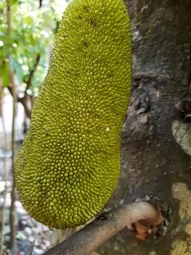 Green raw jack fruit hangs on the tree and black-white background. 库存照片