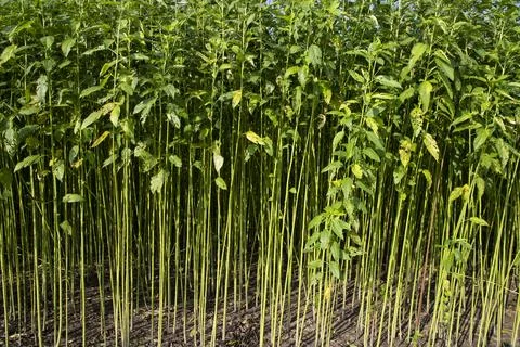 Green Raw Jute Plant pattern texture  can be used as a background wallpaper Stock Photos