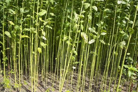 Green Raw Jute Plant pattern texture  can be used as a background wallpaper Stock Photos