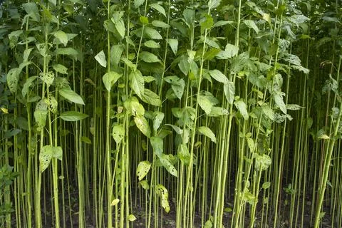 Green Raw Jute Plant pattern texture  can be used as a background wallpaper Foto stock