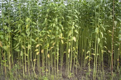 Green Raw Jute Plant pattern texture  can be used as a background wallpaper Stock Photos