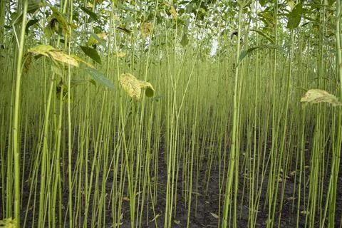 Green Raw Jute Plant pattern texture  can be used as a background wallpaper Stock-Fotos
