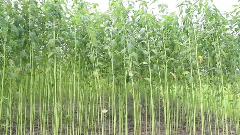Green raw jute plantation Stock Footage 246629087