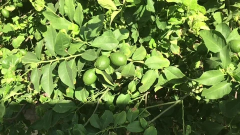 Green Raw Lemons on Tree Slow Motion Shot Stock Footage 92296954