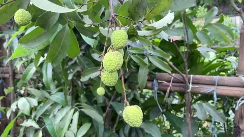 Green Raw Lychee Growing on Tree Tropical Fruit Garden Footage 스톡 동영상 335185953