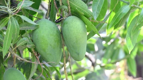 The green raw mango fruit is hanging on the tree. Green fruit background Stock Footage 306827316