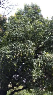 Green raw mango Mangifera indica hanging on the tree Stock Photos