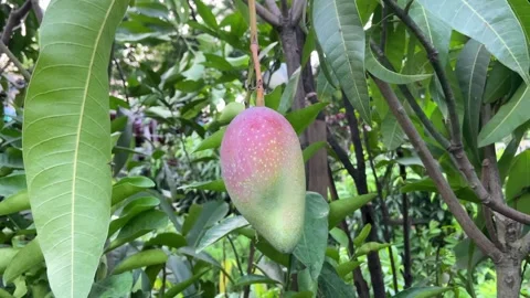 Green Raw Mango on Tree Tropical Fruit Growing in Lush Garden 스톡 동영상 335185954