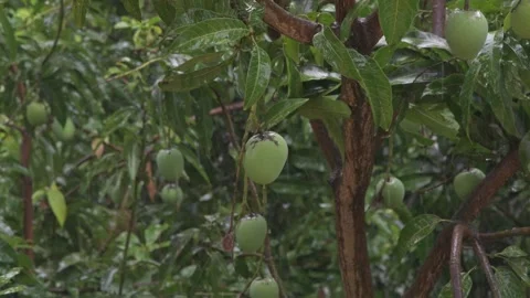 Green Raw Mangoes Hanging on Tree Branch in Heavy Rain Vídeo Stock 340560399