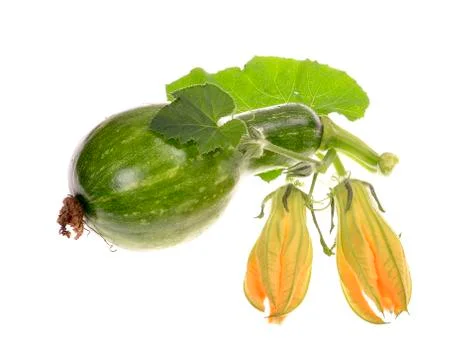Green raw  pumpkin with leaves isolated on white background. Stock Photos