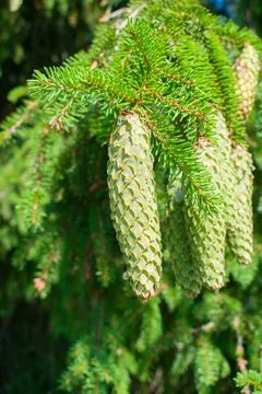 Green raw spruce tree cones and green needles Stock Photos