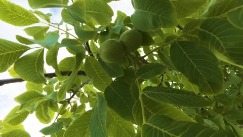 Green raw walnuts growing on tree branch with lush leaves stock video footage Video stock 345684697