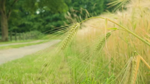 Green Raw Wheat Ears Swaying with the Wind. Stock Footage 317625966