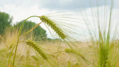 Green Raw Wheat Ears Swaying with the Wind. Stock Footage 317625968