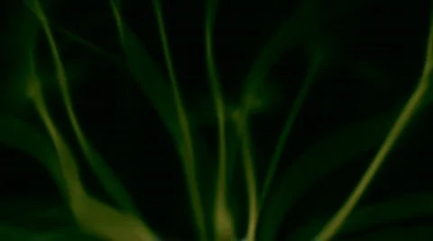 Green Rays Видео 103950