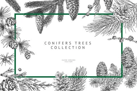 Green rectangular frame of various conifer branches and cones, monochrome, hand Illustrazione stock