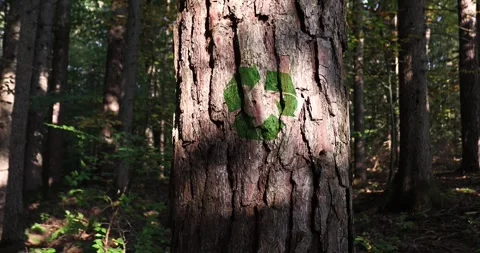 Green recycle symbol rotation on pine tree trunk closeup Stock Footage 341603185