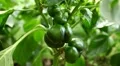Green & Red Bell Pepper, Vegetables BIO Farm, Ecological Farmer, Organic HD Footage