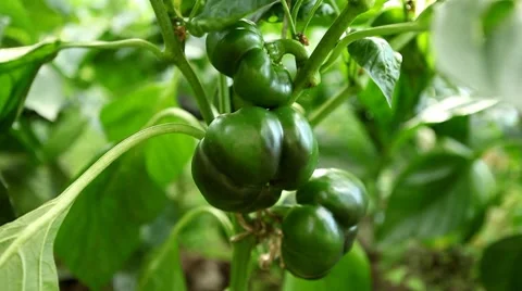 Green &amp; Red Bell Pepper, Vegetables BIO Farm, Ecological Farmer, Organic Stock Footage 8522124