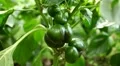 Green & Red Bell Pepper, Vegetables BIO Farm, Ecological Farmer, Organic HD Footage