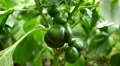 Green & Red Bell Pepper, Vegetables BIO Farm, Ecological Farmer, Organic HD Footage