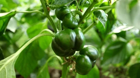 Green &amp; Red Bell Pepper, Vegetables BIO Farm, Ecological Farmer, Organic 스톡 동영상 8522796