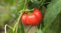 Green & Red Bell Pepper, Vegetables BIO Farm, Ecological Farmer, Organic HD Footage