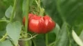 Green & Red Bell Pepper, Vegetables BIO Farm, Ecological Farmer, Organic HD Footage