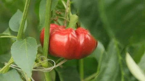 Green &amp; Red Bell Pepper, Vegetables BIO Farm, Ecological Farmer, Organic Stock Footage 8849330