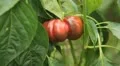 Green & Red Bell Pepper, Vegetables BIO Farm, Ecological Farmer, Organic HD Footage