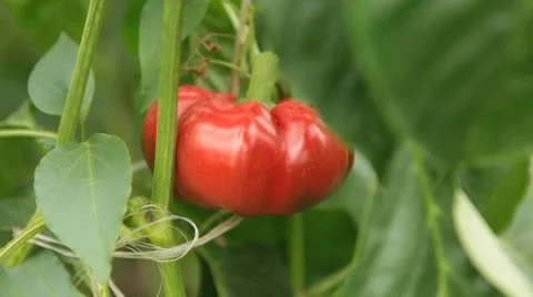 Green &amp; Red Bell Pepper, Vegetables BIO Farm, Ecological Farmer, Organic Vídeo Stock 8849454