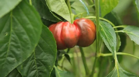 Green &amp; Red Bell Pepper, Vegetables BIO Farm, Ecological Farmer, Organic Vidéo 8849515