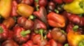 Green & Red Bell Pepper, Vegetables BIO Farm, Ecological Farmer, Organic HD Footage