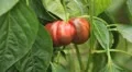 Green & Red Bell Pepper, Vegetables BIO Farm, Ecological Farmer, Organic HD Footage