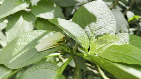 Green red eyed tree frog perches calmly beside translucent katydid on vibrant Stock Footage 337948332