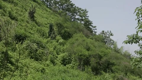 Green Red Flower Hillside Highway China 動画素材 337180628