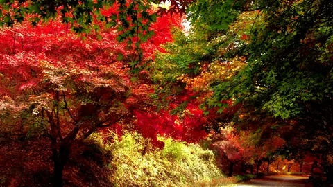 From green to red: Vidéo 80148969