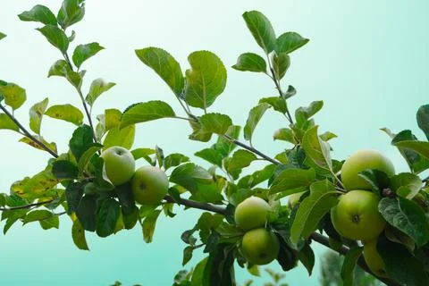 Green-red pears Stock Photos