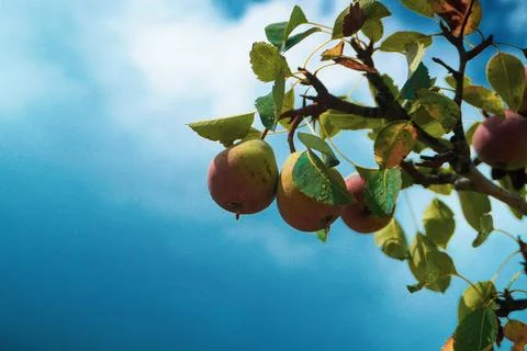 Green-red pears on tree branches Stock Photos