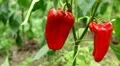Green & Red Pepper, Vegetables BIO Farm, Ecological Farmer, Organic, ECO HD Footage