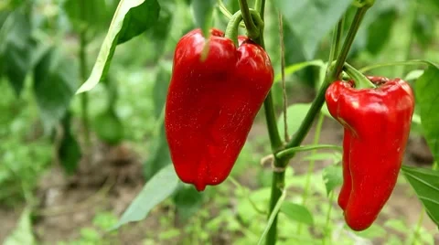 Green &amp; Red Pepper, Vegetables BIO Farm, Ecological Farmer, Organic, ECO Stockbeeldmateriaal 8522075
