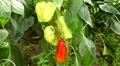 Green & Red Pepper, Vegetables BIO Farm, Ecological Farmer, Organic, ECO HD Footage