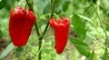 Green & Red Pepper, Vegetables BIO Farm, Ecological Farmer, Organic, ECO HD Footage